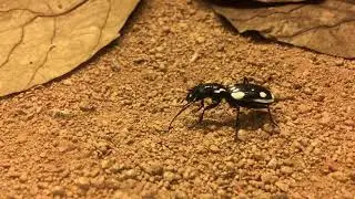 My new Pets! (Egypt Tigerbettle / Anthia Sexmaculata)