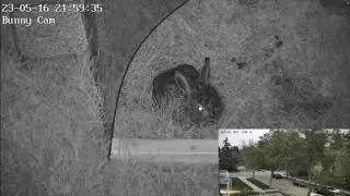Two Little Bunnies in Bunny Land