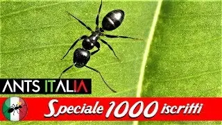 Speciale 1000 iscritti! | Ants Italia (AI)
