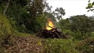 Bamboo Explosion (Tropical Hint 2016)