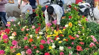 Kolkata Biggest Flower Plants Market At Galiff Street | Winter Season Flower Plants 30/10/22
