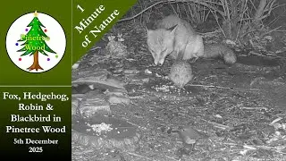 Fox Hedgehog Robin Blackbird in Pinetree Wood - Dec 5th 2025