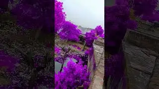 change colour #tree #change