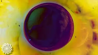 Sonic Species - Beyond Influence