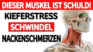 Nackenschmerzen, Schwindel, Kieferstress? Dieser EINE Muskel ist schuld!