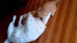 Dog and Cat exchange of mischievous tricks