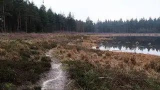 FOLLOW ME INTO THE BLEAK FOREST