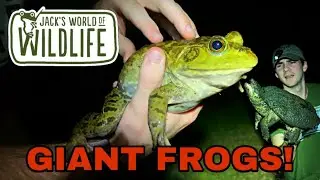 GIANT BULLFROGS and MORE!