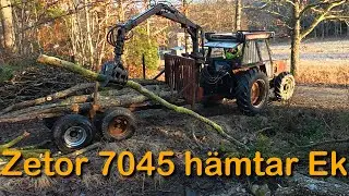 Hämtar en ek med Zetor 7045 och griplastare (Tröskagarget del 2)