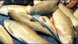 🔴 Live Fish Cutting ASMR | Fresh Seafood Processing from Market | For USA & Europe Viewers