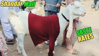 Sasta Bakra Mandi Karachi | 27 Jan 2026 | Korangi Dhai Ka Rates Scene & Bargaining 🤔