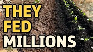 The WW2 Soil Methods That Saved Nations From Starvation
