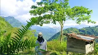 village life in the mountains,cook delicious papaya leaves &mashed cassava leaves|indonesiarurallife