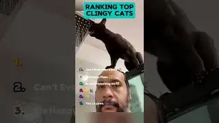 Ranking Top 7 Most Clingy Cats ! Part 2