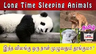 Long Time Sleeping Animals | நீண்ட நேரம் தூங்கும் மிருகங்கள்  #TamilInfoRoom
