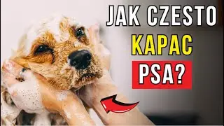 9 błęd&oacute;w, kt&oacute;re popełniasz podczas kąpania psa. Musisz to zobaczyć.