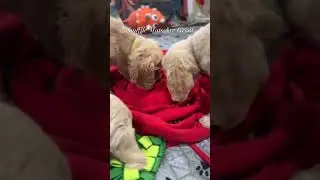 Snuffle mats are a great way to keep your puppy and dogs mind engaged
