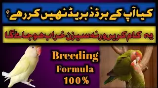 love birds breeding formula |love birds breeding tips |love birds breed lene ka tarika