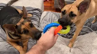 Epic Hunger Games&hellip;German Shepherd Vs. Rhodesian Ridgeback!!