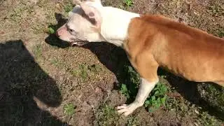 Flirt Pole With APBT Day 2