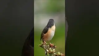 Prinia socialis, #shortsvideo