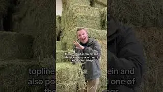 Want to help your horse&rsquo;s topline? Feed alfalfa! 💪🐴 #horsehealth #horsetips #horsenutrition