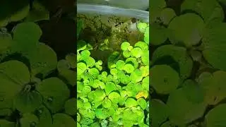 As&iacute; viven mis guppys en un mini estanque 🐟🌿 #nature #fish #guppy #planetaquarium #peces