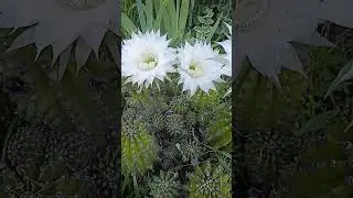 этот кактус в нашей семье более 30 лет😘начало цветения😘цветы 8см и их бывает не один десяток😘
