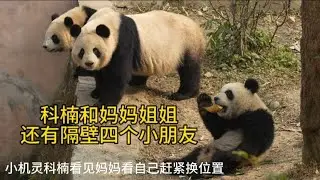1.18一号别墅科大带科楠和福笙还有隔壁四个（润泽润洋九九CC）中午奶妈加笋，全部都是乖宝宝