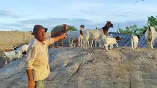 O REI DO FORRO E DISPUTADO NAS FESTAS PELAS DANÇARINA E VENDE 2 CABRITOS DE RAÇÃO.