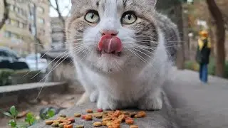 Stray cat said: Food First! #cat 
