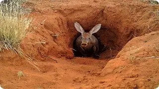 This Baby Aardvark Thinks She&rsquo;s A Completely Different Animal &ndash; And Plays Like Part Of The Pack Too!