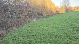 At it again, Out Dog Walking with Sabre and Benji (Williams Dog Walking Telford UK) 25/11/25