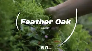 VIYI pure color enjoyment - MG61221 Feather Oak
