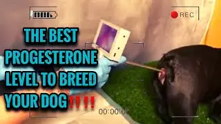 THIS IS The Best PROGESTERONE LEVEL to BREED your FEMALE DOG ‼️ #exoticbully #americanbully