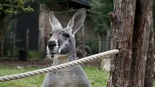 Stunning  and vibrant Australia || Wani Ishtiq