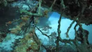 Secret Garden & Black Coral Wall
