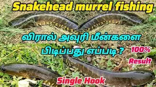 Snakehead murrel fishing tips| murrel fish catching| Viral avuri meen pidipathu eppadi| #fishing