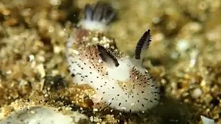 BUNNIES FROM THE SEA