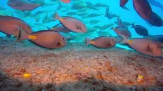 Plongée Cap Vert -  CHOCLASSA - BEST Diving Cabo Verde Gopro