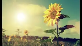 Guided Meditation | Revitalising | Calm Your Heart and Mind | Connect to the Summer Energy