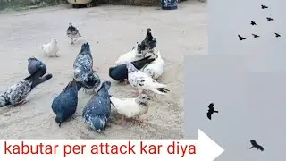 कबूतर पर अचानक हमला 😱 | Pigeon Attack Video | Viral Clip