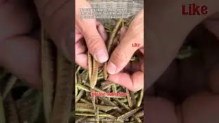 🌱Identifying Chinese Senna Seeds&mdash;Health Benefits & Uses!🌿 #HerbalMedicine #PlantKnowledge