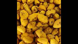 Export Quality Turmeric bulb