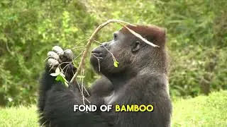 The Gentle Giants  Exploring Gorilla Behavior