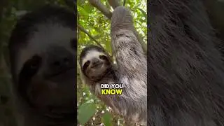 Sloth VS Dolphin 🤯 #shorts #animalfacts #didyouknow #cuteanimals #animals