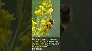 What is Apiculture? 🐝 A Fascinating Journey into the World of Beekeeping #apiculture