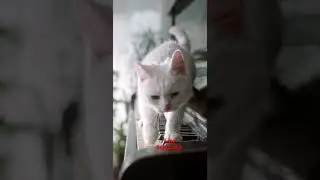 Running cat in the piano  Dog trainer product suggested   