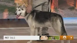 Pet Tails: Meet Snickerdoodle