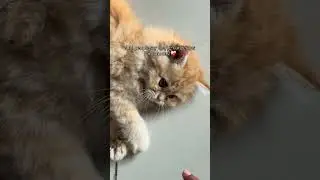 @Kittueyes If cuteness was a crime&hellip; he&rsquo;d be guilty😹 #Shorts #CatLovers #ViralShorts #CatVideo #meow